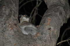 Lepilemur leucopus