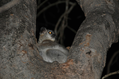 Lepilemur leucopus