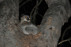 Lepilemur leucopus