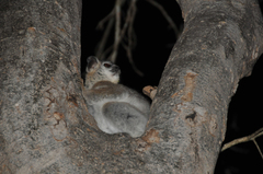 Lepilemur leucopus