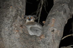 Lepilemur leucopus