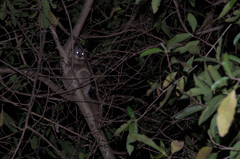 Lepilemur leucopus