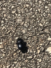 Pasimachus californicus