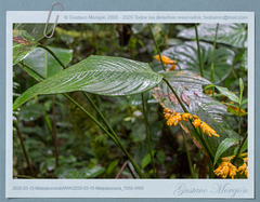 Stromanthe stromanthoides