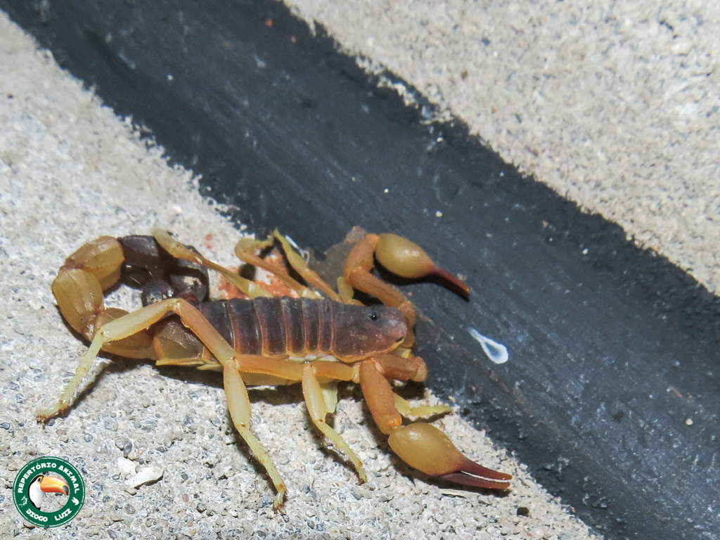 Black-Tipped Thicktail Scorpion