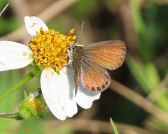 Brephidium pseudofea