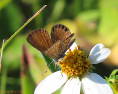 Brephidium pseudofea