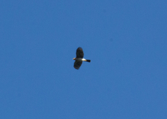Accipiter striatus striatus