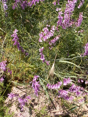 Vicia tenuifolia