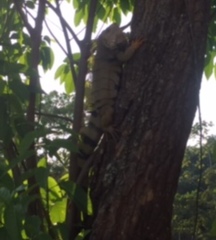 Iguana iguana