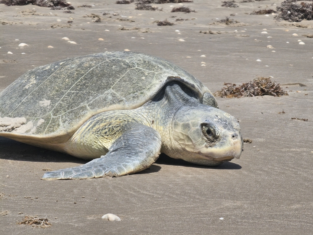 Kemp's ridley turtle nesting female crawling on the beach