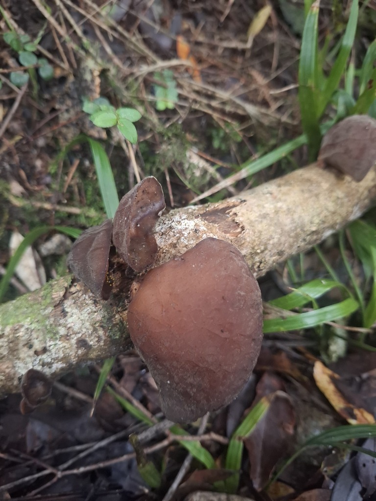 Auricularia cornea · April 2026 · photo: © armillariabianca (iNaturalist, cc0)