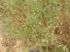 Genista triacanthos