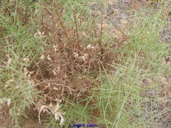 Genista triacanthos
