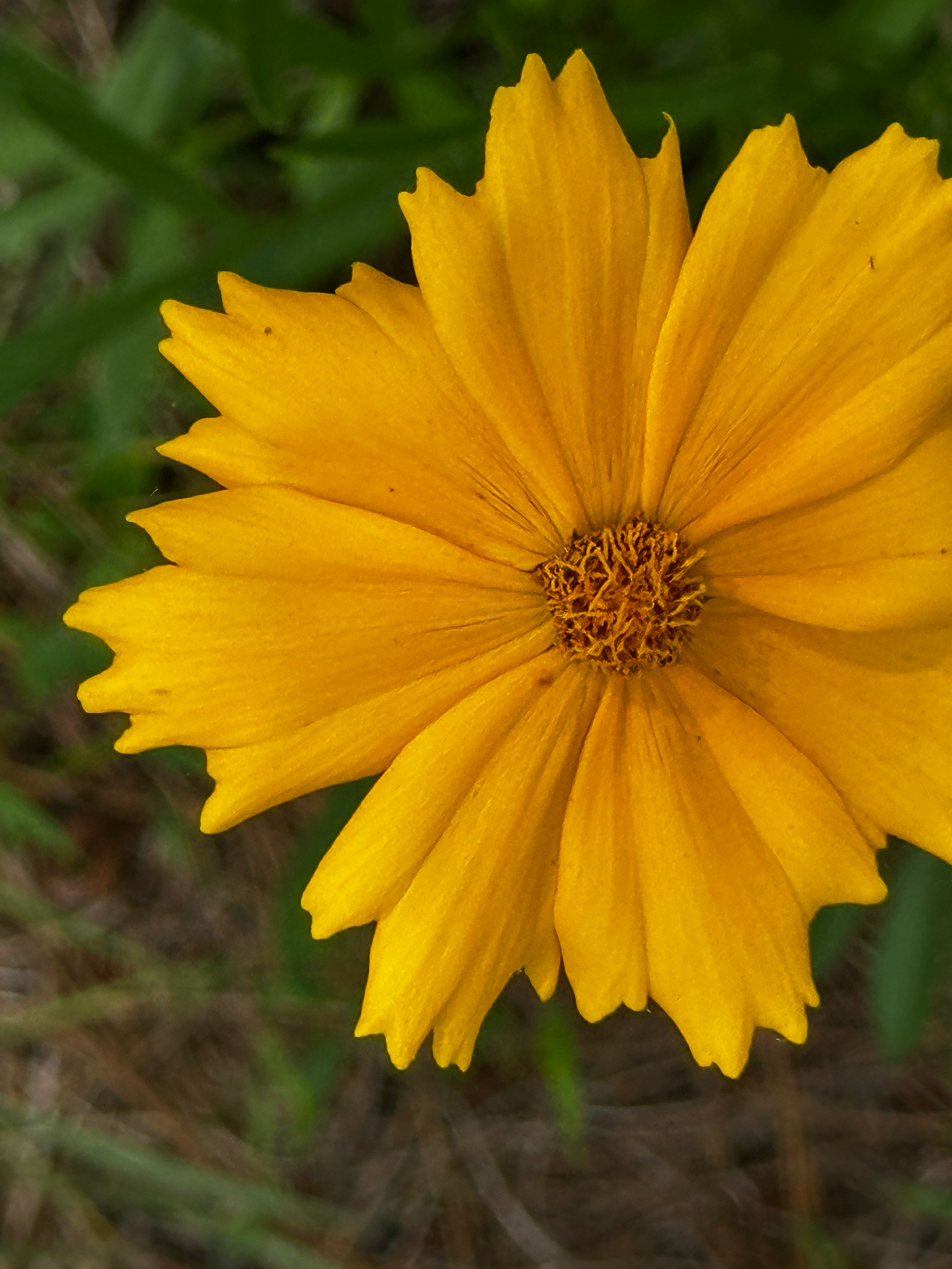 Imagem de coreopsis