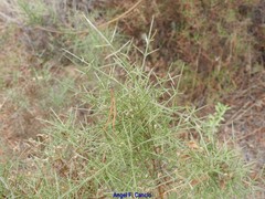 Genista triacanthos