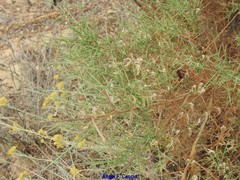 Genista triacanthos