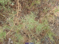 Genista triacanthos