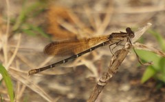 Argia sedula
