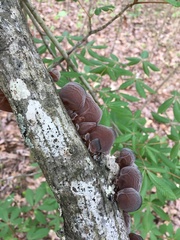 Auricularia fuscosuccinea