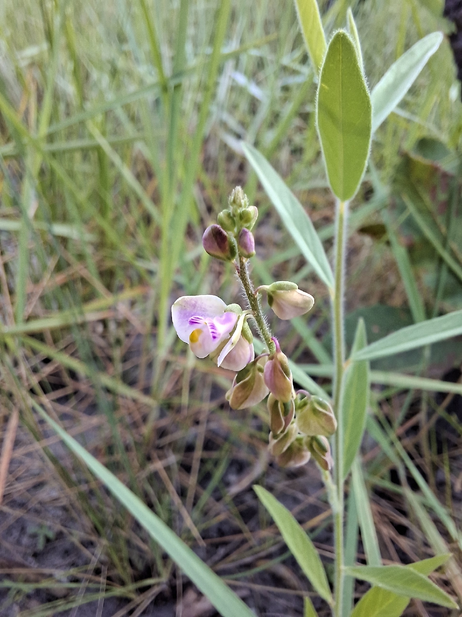 Imagem de Asemeia violacea