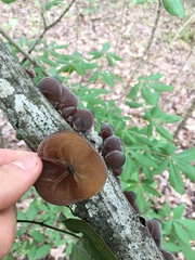 Auricularia fuscosuccinea