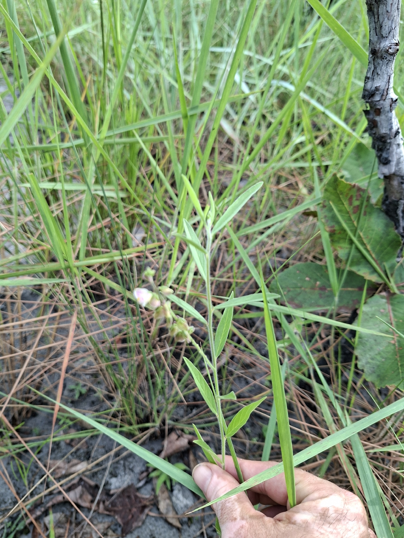 Imagem de Asemeia violacea