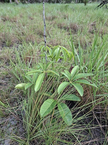 Eriotheca globosa, 2026-04-24