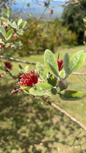 Feijoa sellowiana observed 2026-04-24