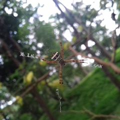 Argiope aetherea