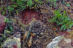 Echinopsis ancistrophora