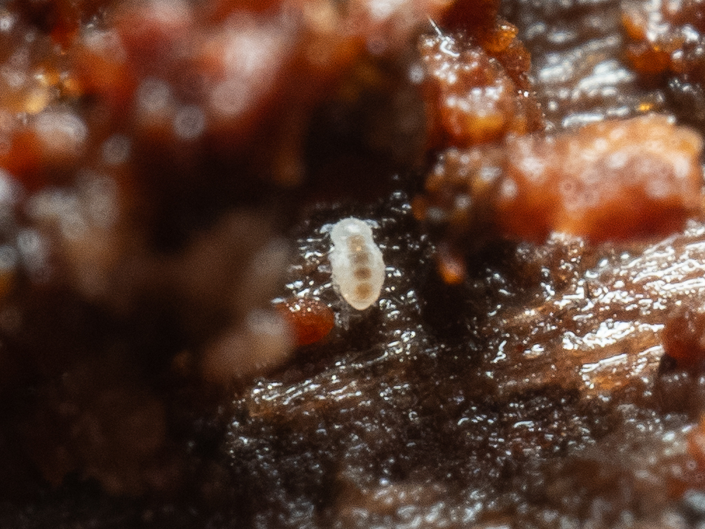 Megalothorax minimus V.Willem, 1900