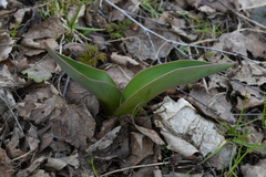 Tulipa gesneriana