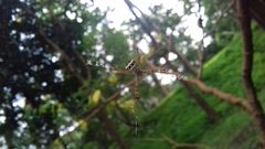 Argiope aetherea