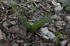 Tulipa gesneriana