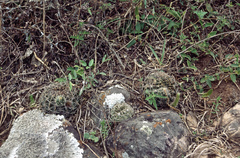 Echinopsis ancistrophora
