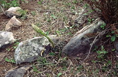 Echinopsis ancistrophora