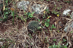 Echinopsis ancistrophora