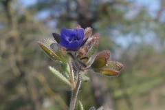 Veronica triphyllos