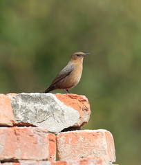 Oenanthe fusca