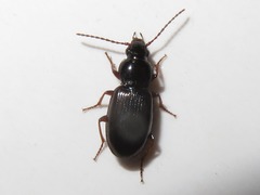 Pterostichus strenuus