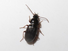 Pterostichus strenuus