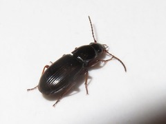 Pterostichus strenuus