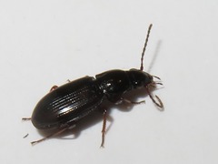 Pterostichus strenuus