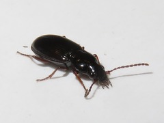Pterostichus strenuus