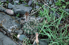 Echinopsis ancistrophora