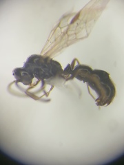 Ponerinae