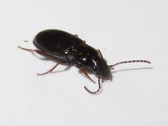 Pterostichus strenuus
