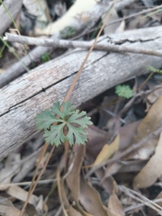 Trachymene incisa, photograph author not stated, no rights reserved