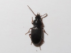 Pterostichus strenuus